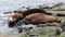 Family seal lion relax on beach near water of Galapagos Islands.