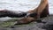 Family seal with little baby relax on beach near water of Galapagos Islands.