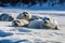family of seals basking in the sun on snowy shore