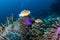 Family of Skunk Clownfish in their home anemone on a coral reef