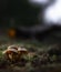 family of small bright mushrooms in a forest clearing,close-up on a blurred background