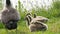 A family of small Canadian goslings and adult geese grazing in a meadow in a park, eating and nibbling green grass on a