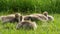 A family of small Canadian goslings grazing in a meadow in a park, eating and nibbling green grass on a warm spring or