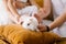 Family with a small child watching a white rabbit. Close-up of hands