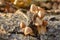 Family of small porcini mushrooms Psathyrella near a dry tree. Conditionally edible mushrooms