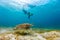 Family snorkeling with sea turtle