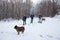 Family snowshoeing with dogs