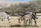 Family of Somali wild donkey in Israeli nature reserve-Hai-Bar