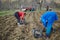 Family sowing potatoes