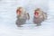 Family in the spa water Monkey Japanese macaque, Macaca fuscata, red face portrait in the cold water with fog, animal in the