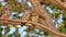 Family of spotted owl,natural, nature