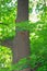 A family  squirrels runs along a tree trunk