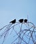 The family of starlings