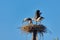 Family of storks with a chick in the nest