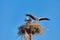 Family of storks with a chick in the nest