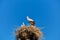 Family of storks with a chick in the nest