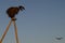 Family of Storks. Large bird`s nest on an electric pole. A pair of big birds.