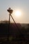 Family of Storks. Large bird`s nest on an electric pole. A pair of big birds.