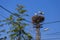 Family of storks living on a nest they made on top of an electricity pole in a rural area of Romania. Wild animals living between