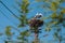 Family of storks living on a nest they made on top of an electricity pole in a rural area of Romania. Wild animals living between