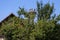 Family of storks living on a nest they made on top of an electricity pole in a rural area of Romania. Wild animals living between