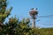 Family of storks living on a nest they made on top of an electricity pole in a rural area of Romania. Wild animals living between