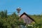 Family of storks living on a nest they made on top of an electricity pole in a rural area of Romania. Wild animals living between