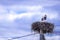 Family of storks made a nest on a telegraph pole in the village