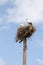 Family of storks in the nest