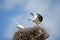 Family of storks in the nest