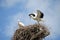 Family of storks in the nest