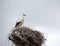 Family of storks in the nest