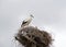 Family of storks in the nest