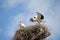 Family of storks in the nest