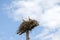 Family of storks in the nest