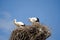 Family of storks in the nest