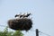 Family of storks in the nest on the electric pole