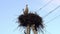 Family of storks in the nest located on the power pole in summer evening