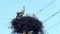 Family of storks in the nest located on the power pole in summer evening