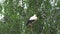 Family of storks in the nests