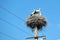 Family of storks sitting in a nest