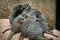 Family of Striped Mongoose