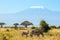 Family of striped zebras graze