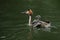 A family of stunning Great Crested Grebe Podiceps cristatus swimming in a river. The babies that are being carried on the parent