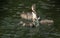 A family of stunning Great Crested Grebe Podiceps cristatus swimming in a river. The parent bird is feeding a Crayfish to the ba