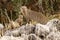 Family suricate