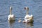 Family of Swan