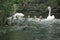 Family Swan on Danube Delta