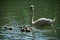family swan with mother swimming in the water