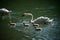 family swan with parents splashing in the water